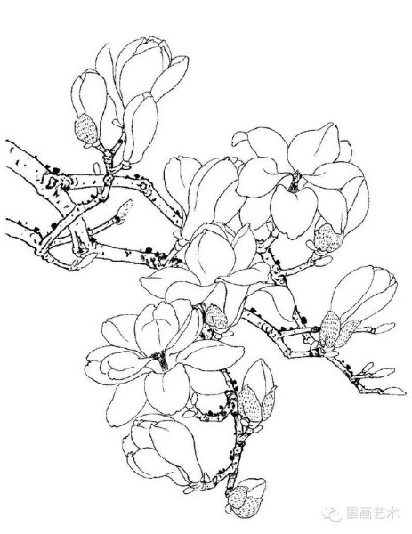 Цветок Магнолия раскраска