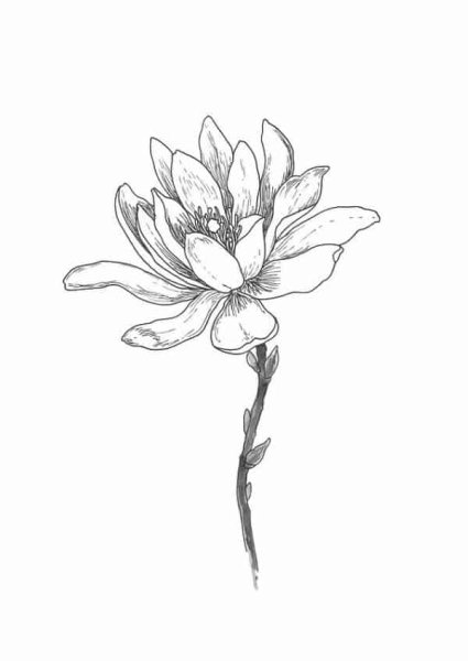 Магнолия эскиз