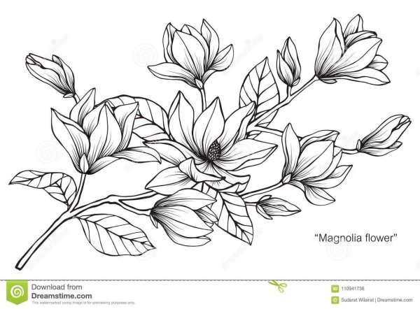 Магнолия вектор чб