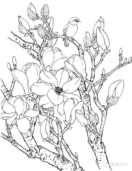 Магнолия карандашом эскизы