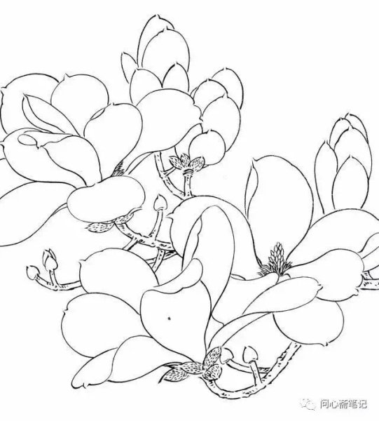 Контуры гунби Магнолия