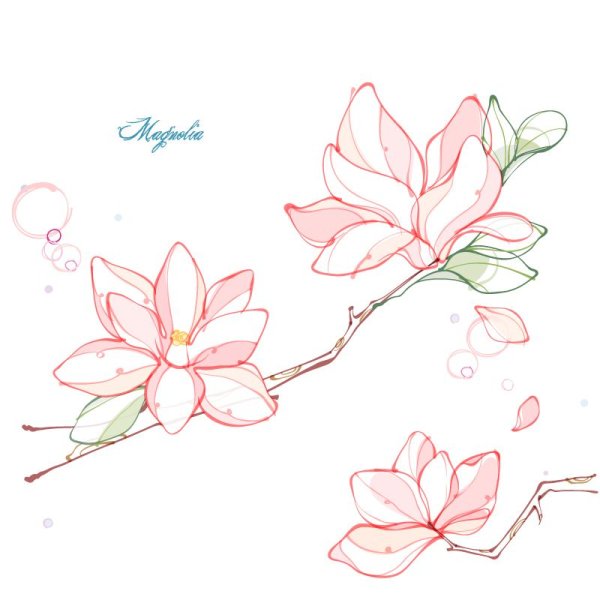 Магнолия цветок вектор