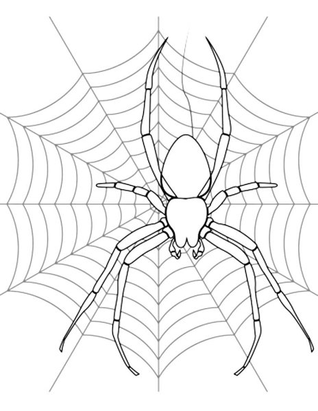 Паук раскраска
