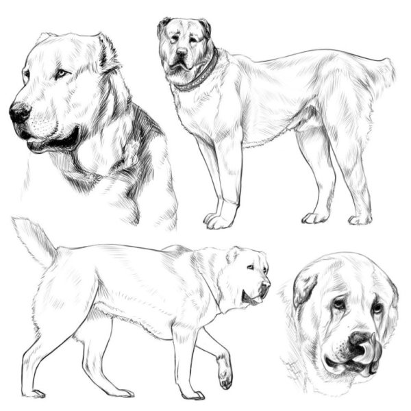 Среднеазиатская овчарка