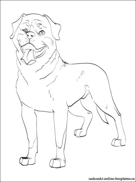 Ротвейлер рисунок карандашом