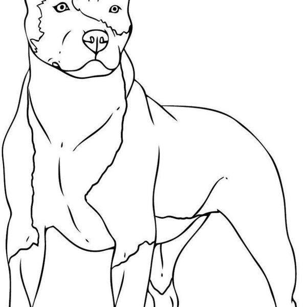 Американский стаффордширский терьер раскраска