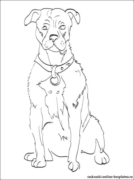 Раскраска ротвейлер