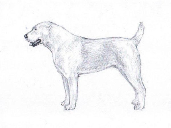 Среднеазиатская овчарка