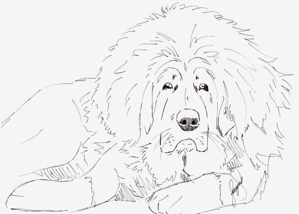 Тибетский мастиф