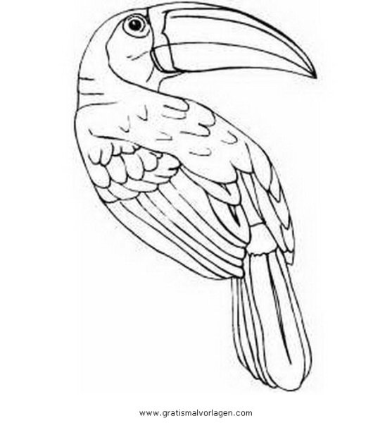 Птица Тукан раскраска