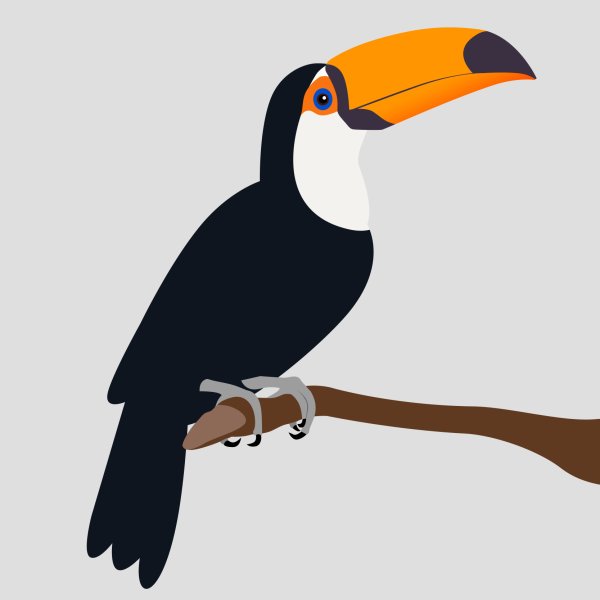 Раскраска Тукан на ветке