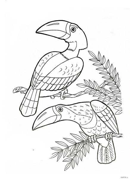 Тукан контур