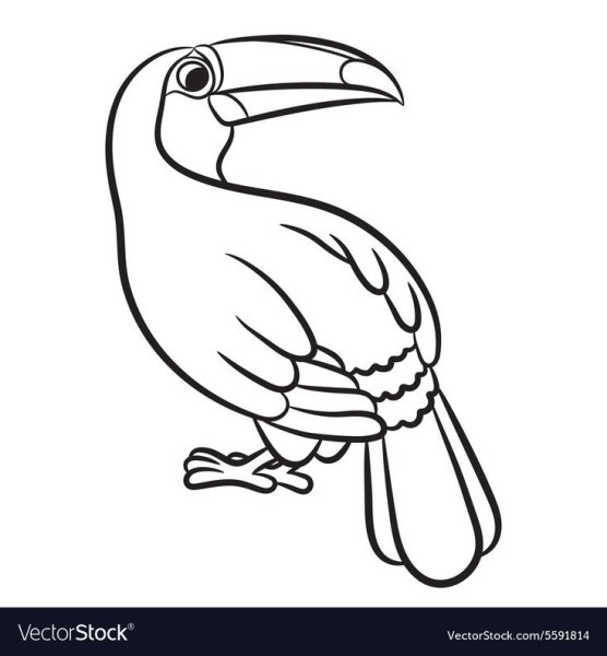 Тукан раскраска
