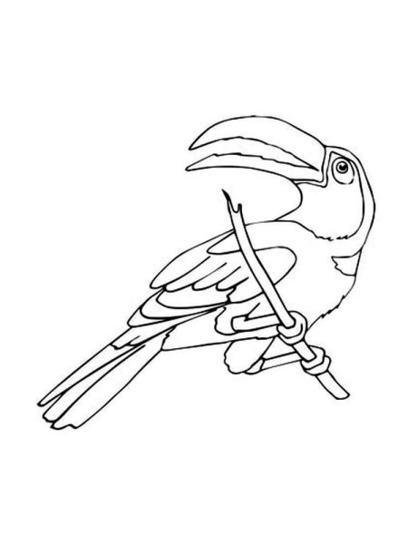 Тукан раскраска
