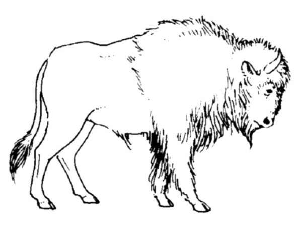 ЗУБР разукрашка