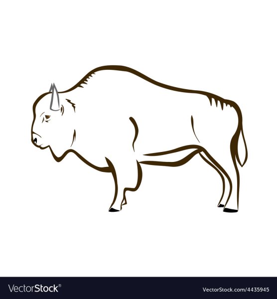 Бизон раскраска для детей