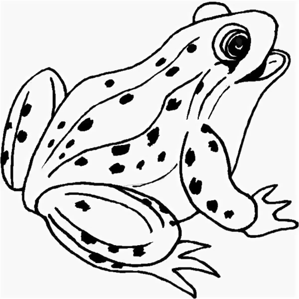 Лягушка раскраска