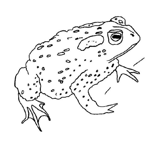 Жерлянка раскраска