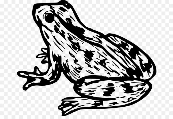 Жабка черно белая