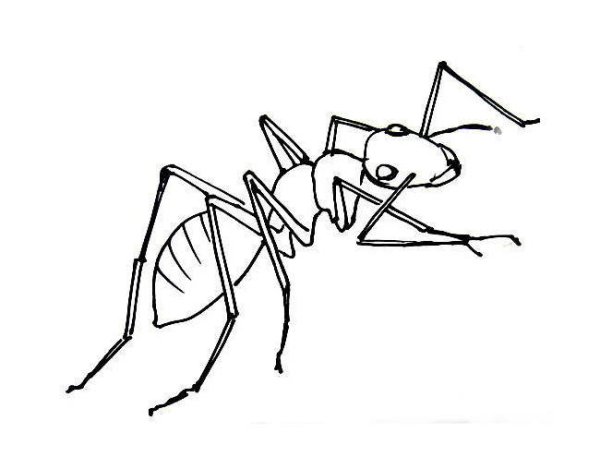 Муравей контур