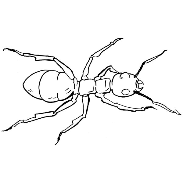 Муравей раскраска для детей