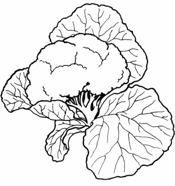 Капуста раскраска для детей