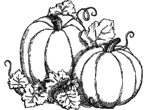 Натюрморт эскиз