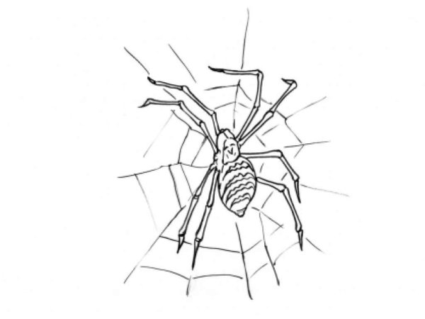 Паук крестовик раскраска