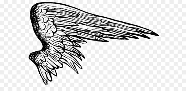 Рисунок крыла