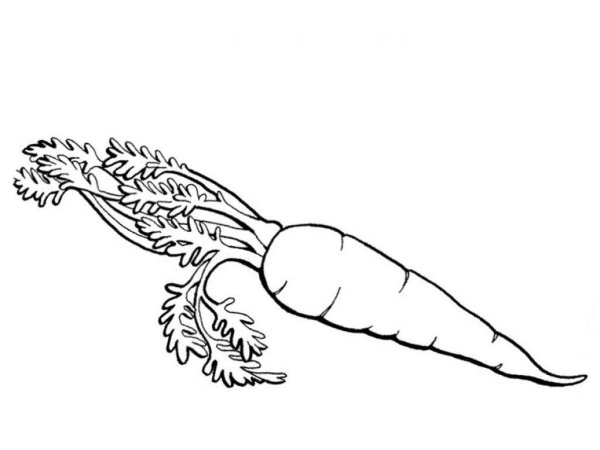 Морковь раскраска