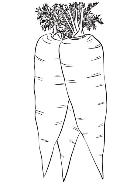Морковь раскраска