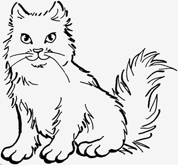 Раскраска пушистая кошка