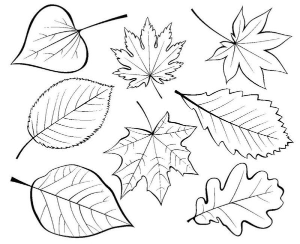 Осенние листья трафареты для вырезания