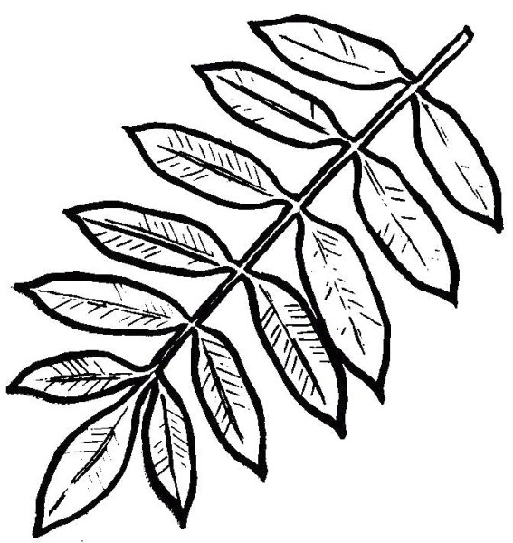 Лист рябины контур