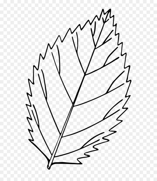 Листья раскраска