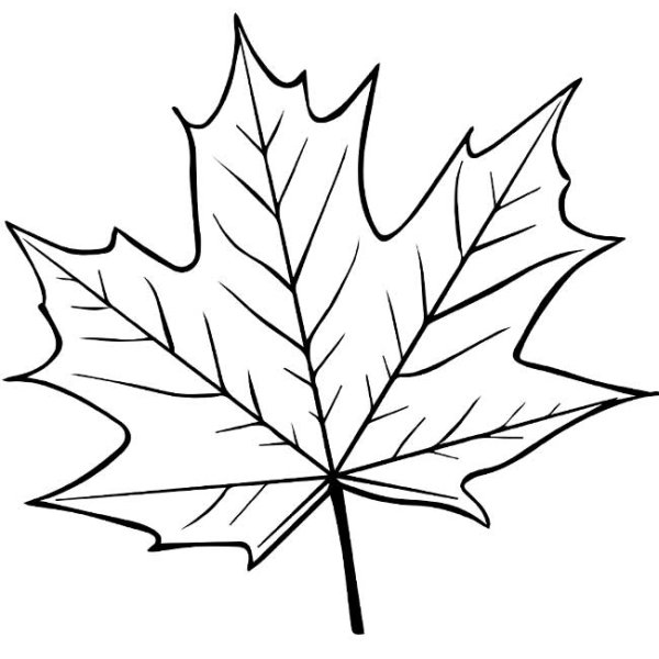 Кленовые листочки раскраска