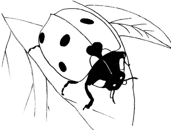 Трафарет Божьей коровки для рисования