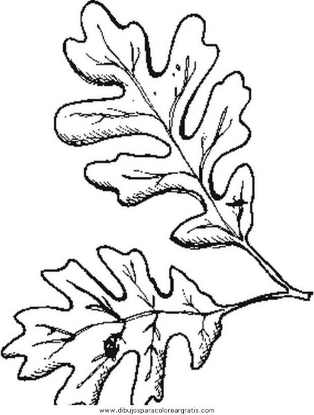 Дубовые листочки трафарет