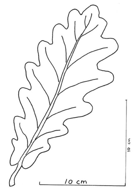 Дубовый лист трафарет для вырезания