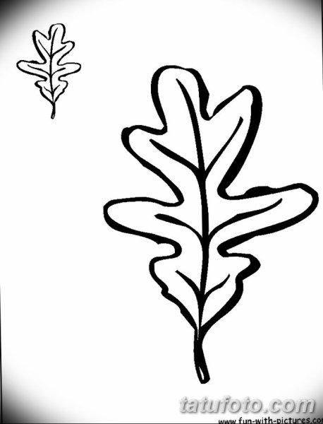 Листья дуба эскиз