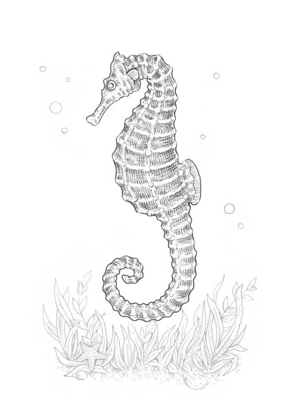 Морской конек контур