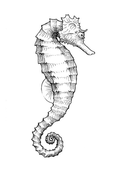 Морское конок раскраска.