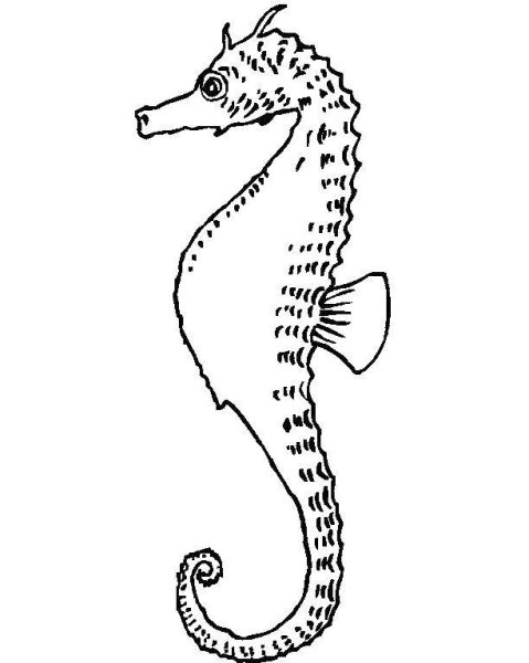 Рисование морской конек