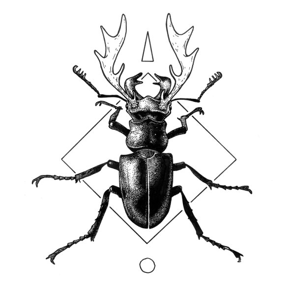 Контур жука рогача