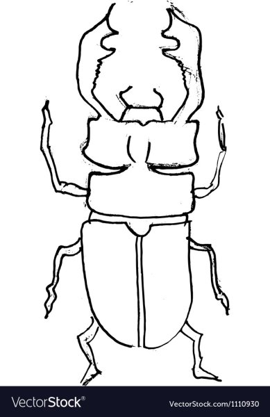 Жук олень рисунок