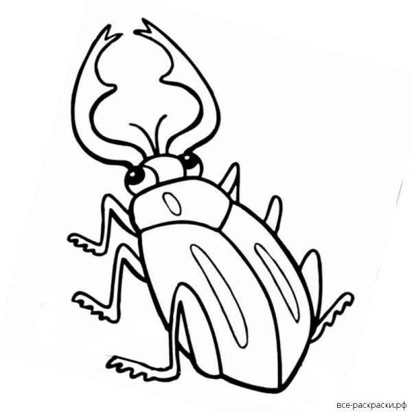 Жук короед раскраска