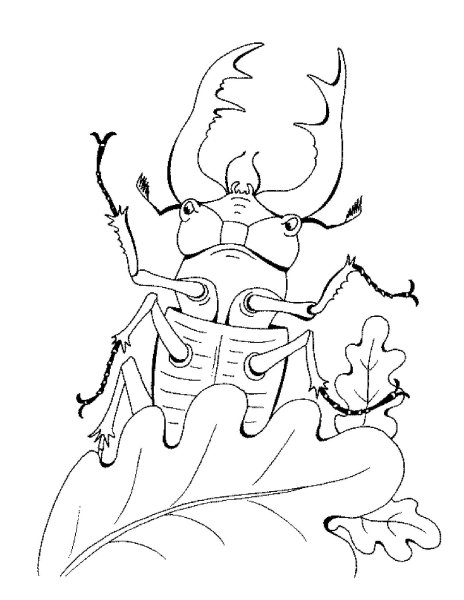 Контур жука рогача