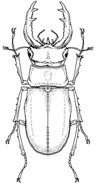 Жук олень раскраска
