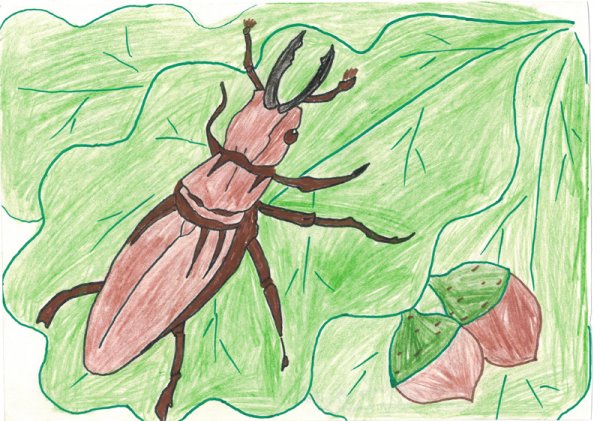 Жук олень рисунок карандашом