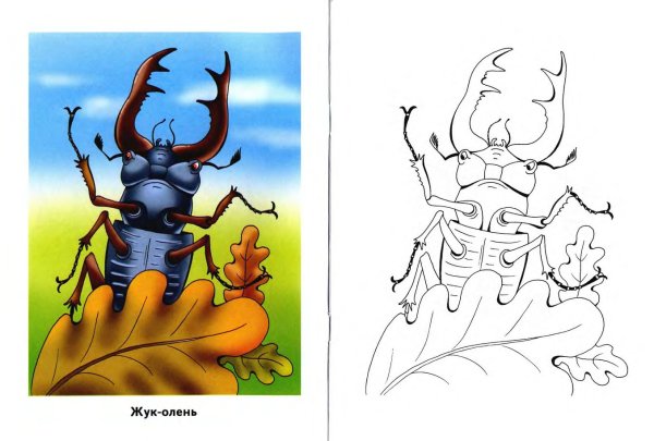 Жук олень раскраска